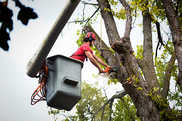 Best Firewood Processing and Delivery  in Bridgeport, IL